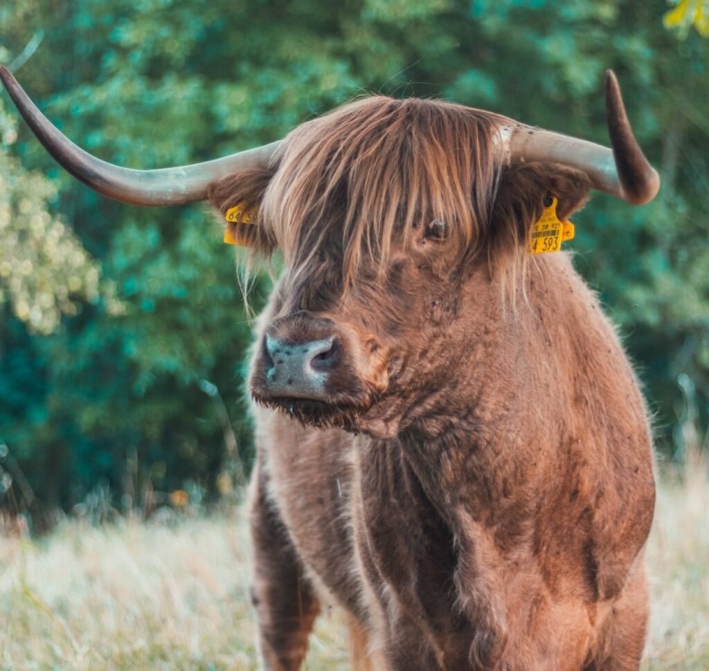 De la Granja a Tu Mesa: El Valor de la Carne de Proximidad